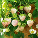 怀化市刚发芽的草莓苗图片