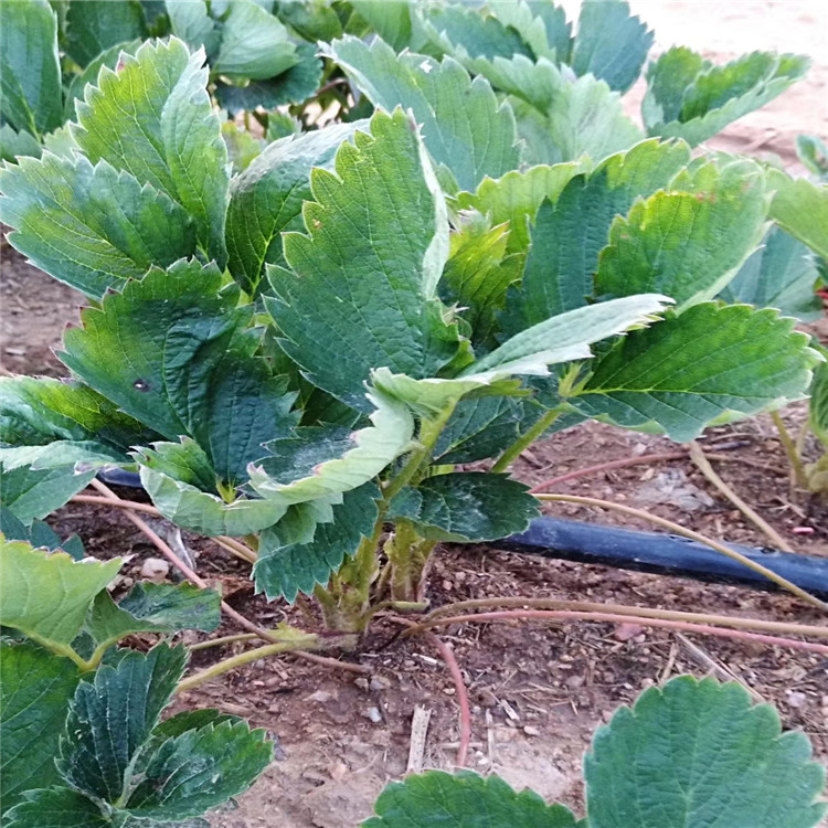 草莓苗口感种植技术指导
