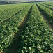 枣庄市草莓苗怎么种植