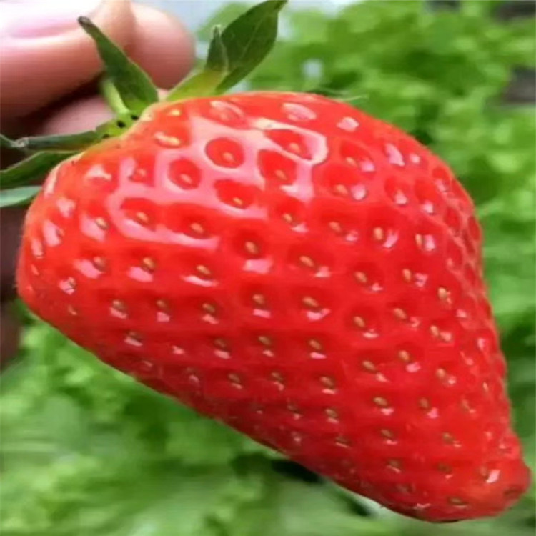 草莓苗果型规格