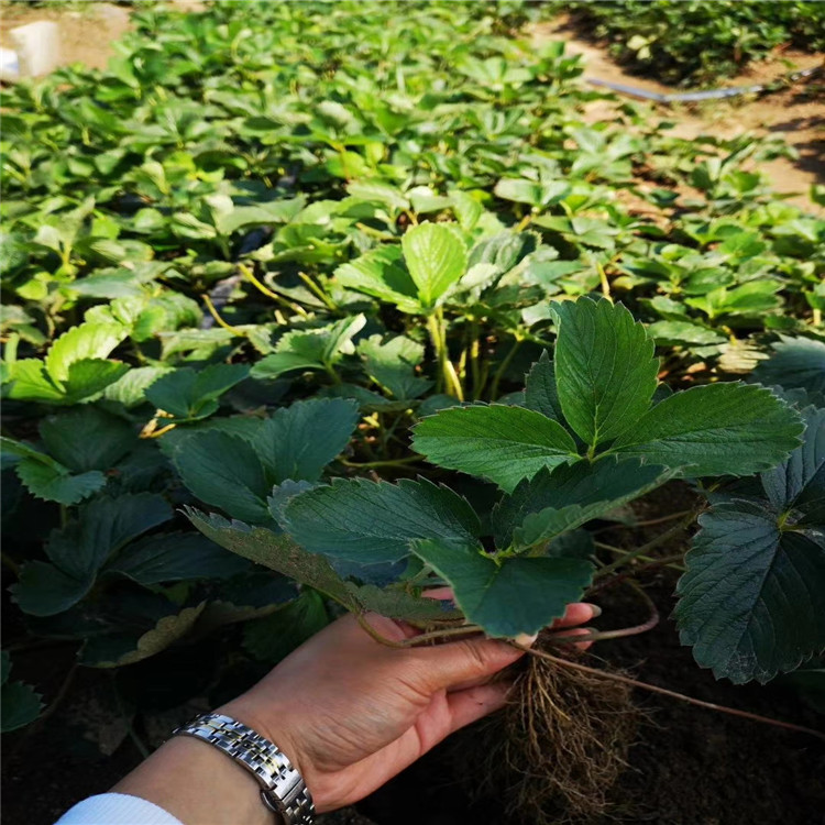 草莓苗经济批发基地