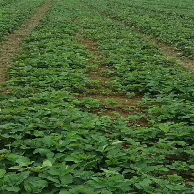 草莓苗怎么种植种植示范基地