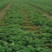 海南草莓苗的种植方法