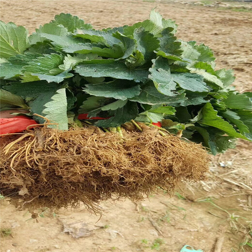 红颜草莓苗种植基地批发基地