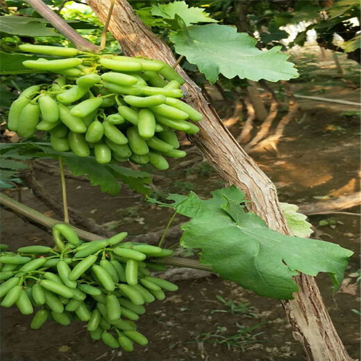 夏黑葡萄苗价格岱岳