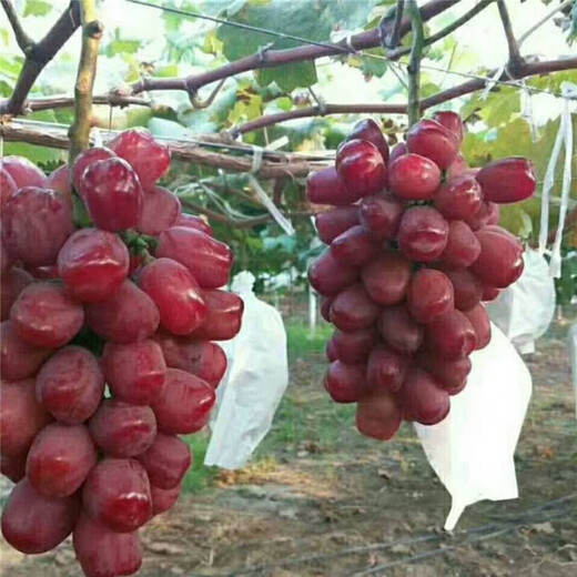 浪漫红颜葡萄苗种植方法儋州