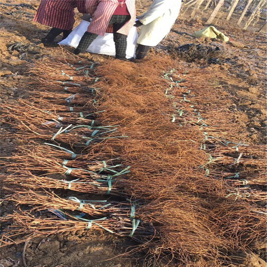 早红葡萄苗种植示范基地枞阳