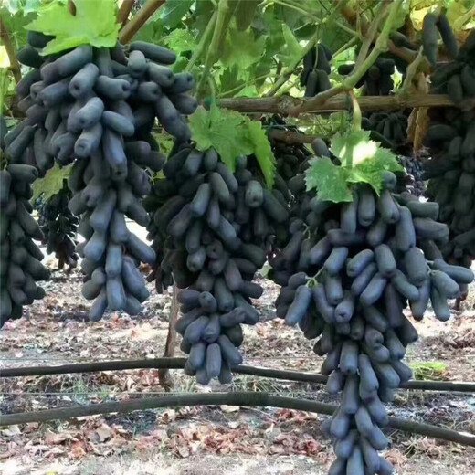 夏黑葡萄苗高产岐山