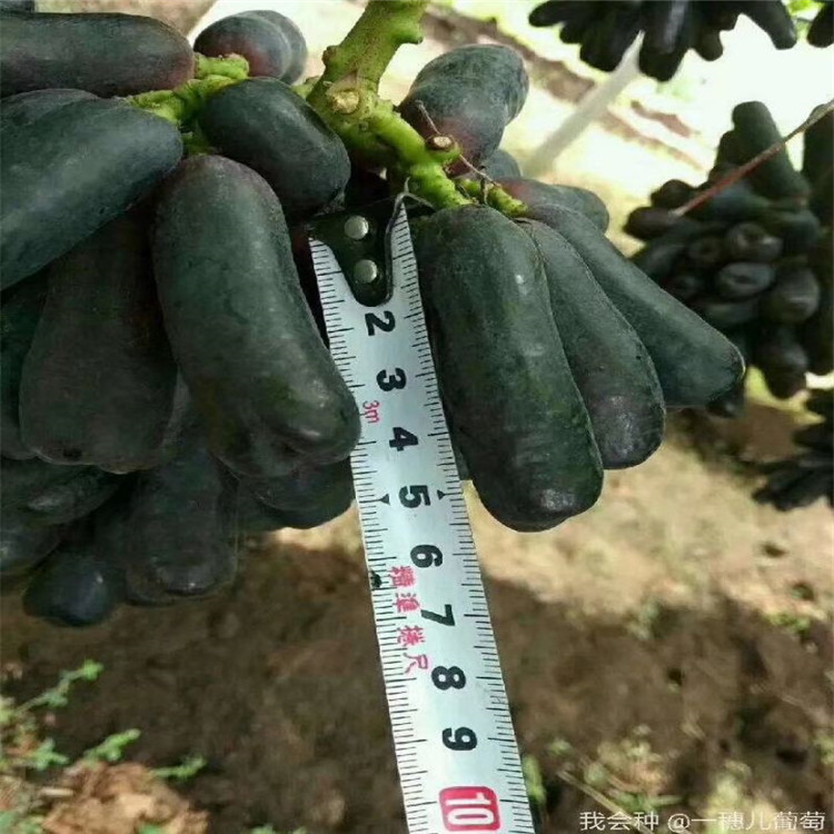 早红葡萄苗种植广东