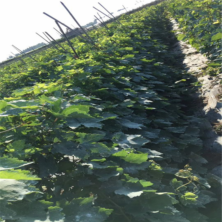 巨玫瑰葡萄苗品种多成活率高好岳西