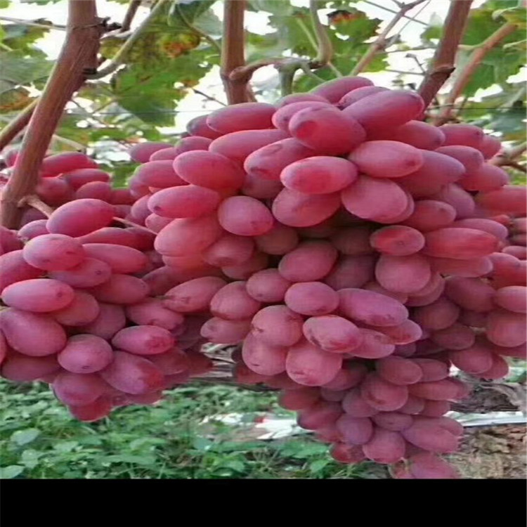 浪漫红颜葡萄苗种植大余