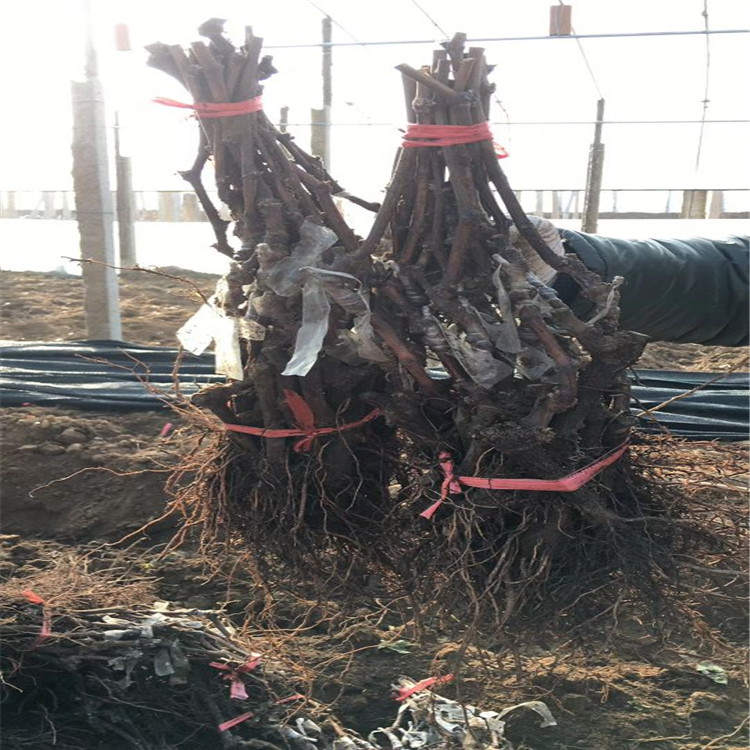 阳光玫瑰葡萄苗100棵起售什邡