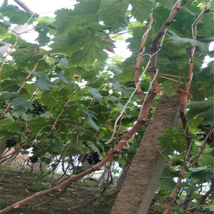 阳光玫瑰葡萄苗种植技术指导宁南
