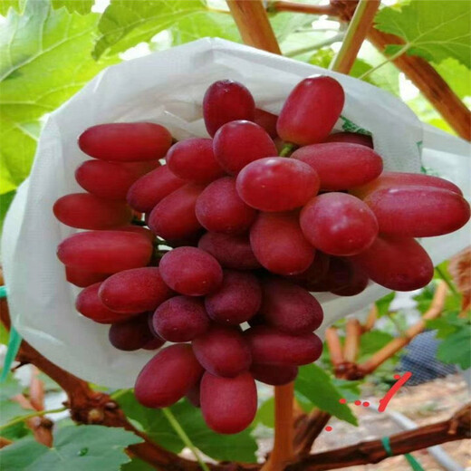 早红葡萄苗品种延平