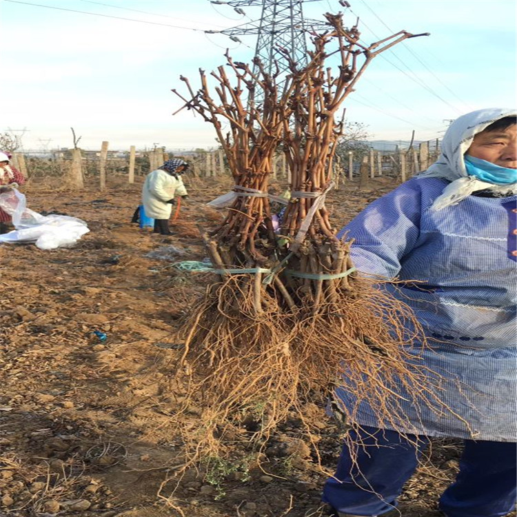 阳光玫瑰葡萄苗种植示范基地江口