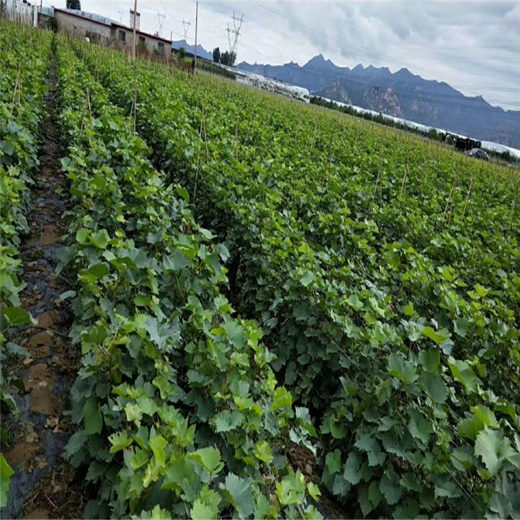 夏黑葡萄苗种植江阴