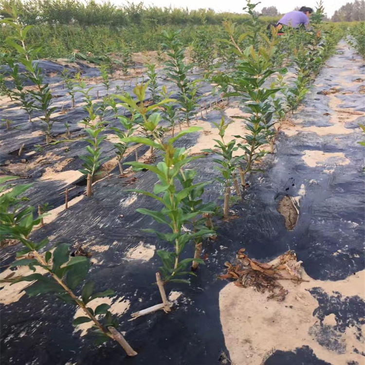 红巨蜜石榴苗批发基地、红巨蜜石榴苗基地