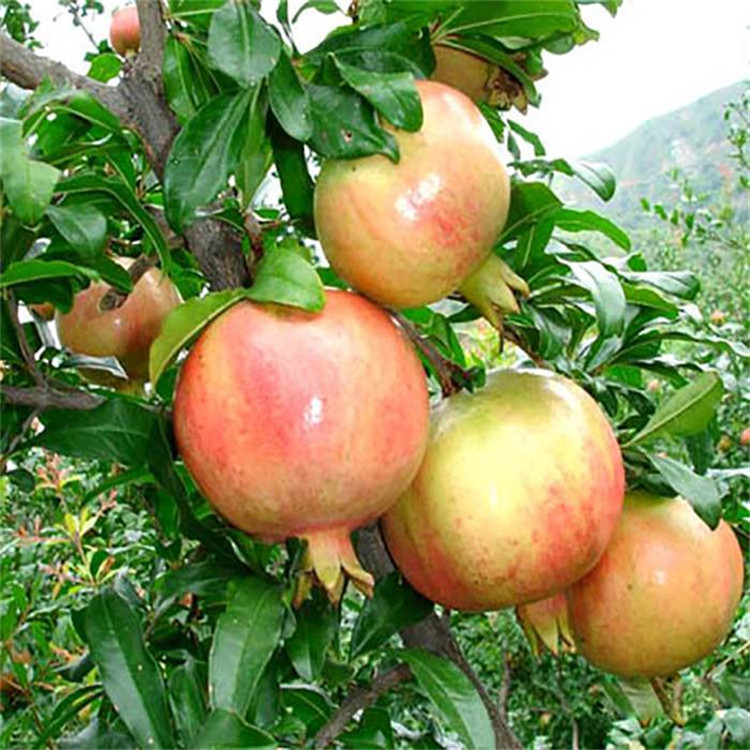 紅巨蜜石榴苗價格、紅巨蜜石榴苗價格及基地