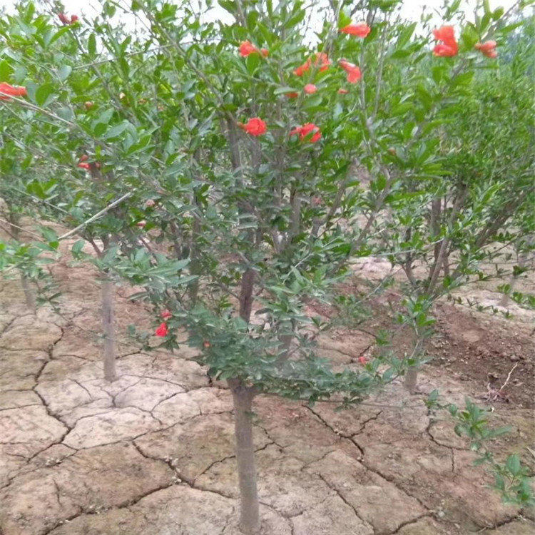 实生红巨蜜石榴苗、红巨蜜石榴苗出售基地