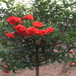  Seeded soft seeded pomegranate seedlings and varieties of soft seeded pomegranate seedlings