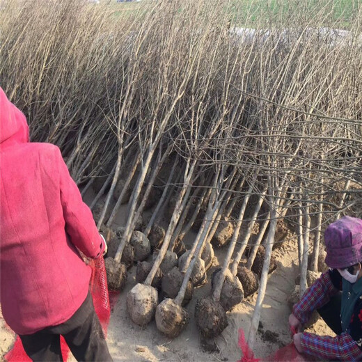 蒙阳红石榴苗批发基地、蒙阳红石榴苗基地