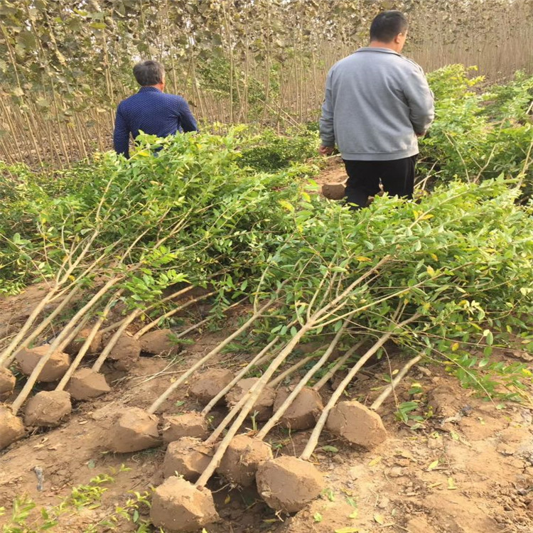 批发蒙阳红石榴苗、蒙阳红石榴苗报价