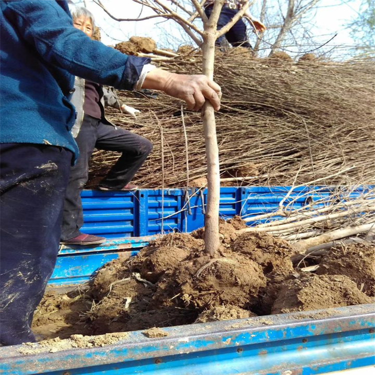 一公分红玛瑙石榴苗、红玛瑙石榴苗价格及基地