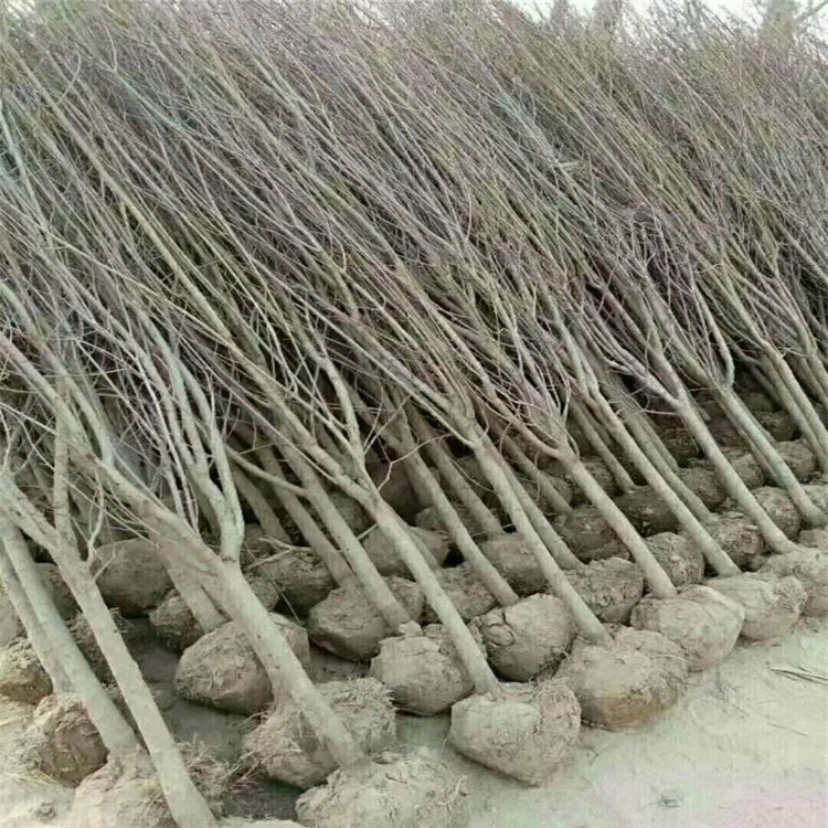 牡丹花石榴苗批發(fā)基地、牡丹花石榴苗價格
