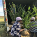  One centimeter Mengyang red pomegranate seedlings, price of Mengyang red pomegranate seedlings in 2020