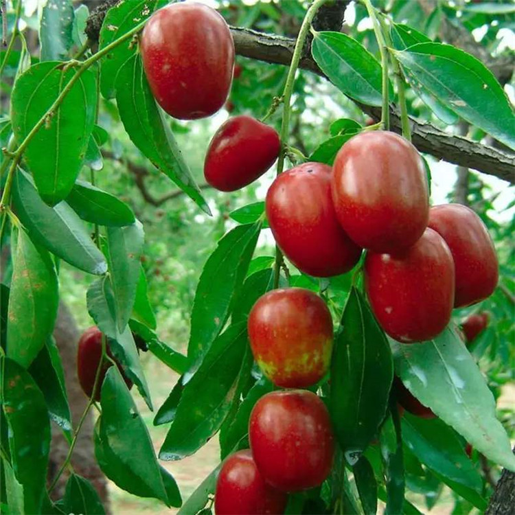 椰枣树苗新品种、椰枣树苗品种