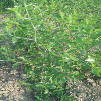 新品种长红枣树苗价格、长红枣树苗价格及基地
