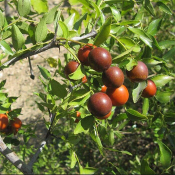 出售葫芦枣树苗、葫芦枣树苗出售基地