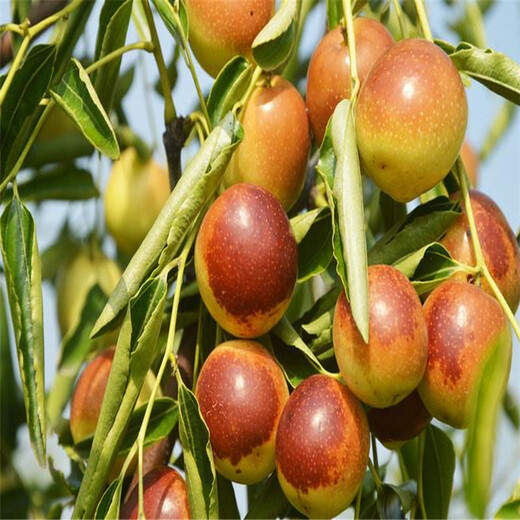 葫芦枣树苗新品种、葫芦枣树苗出售价格