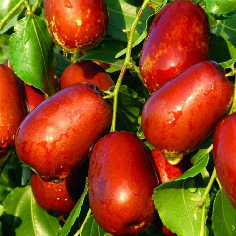 新品种葫芦枣树苗价格、2020年葫芦枣树苗价格