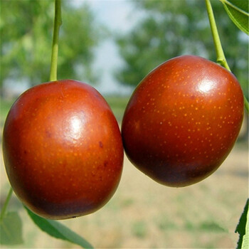 葫芦枣树苗新品种、葫芦枣树苗品种
