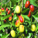长红枣树苗新品种、长红枣树苗价格及基地