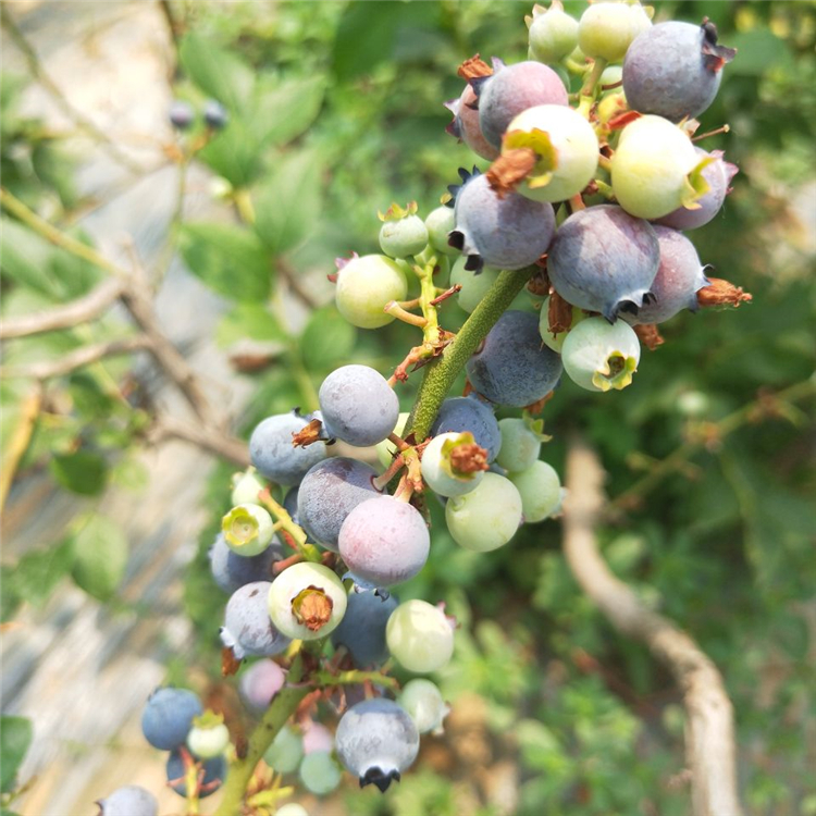 兔眼蓝莓苗批发基地、兔眼蓝莓苗价格