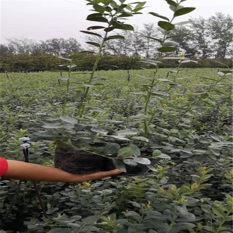 新蓝丰蓝莓苗、蓝丰蓝莓苗基地