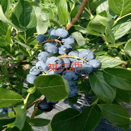 蓝丰蓝莓苗出售、山东蓝丰蓝莓苗