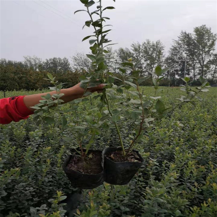 北陆蓝莓苗出售基地、2019年北陆蓝莓苗价格