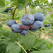 5公分塞拉蓝莓苗、塞拉蓝莓苗价格及报价