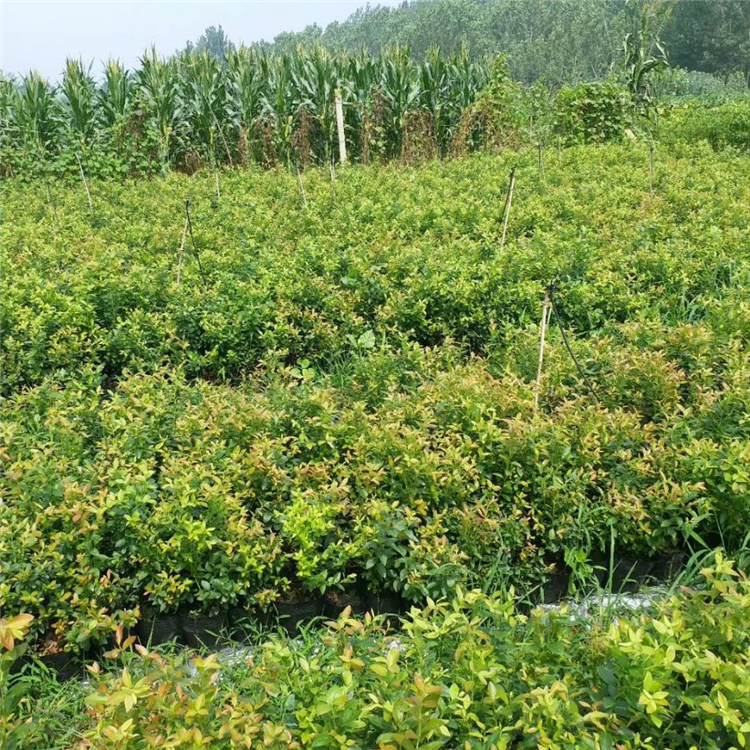 2020年北陆蓝莓苗报价、北陆蓝莓苗价格及基地