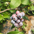 山东迪克西蓝莓苗、迪克西蓝莓苗价格