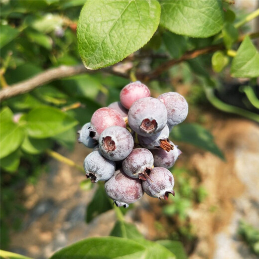 新品种高丛蓝莓苗价格、高丛蓝莓苗价格及基地