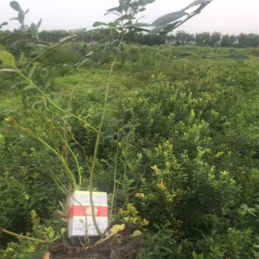 北陆蓝莓苗、北陆蓝莓苗基地