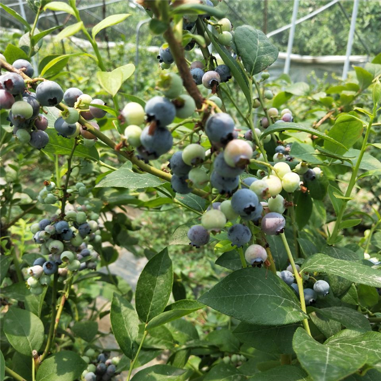 一公分杜克蓝莓苗、杜克蓝莓苗出售基地