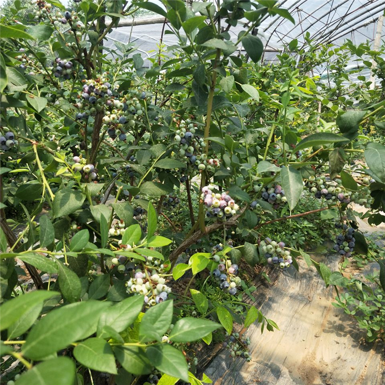 一公分薄雾蓝莓苗、薄雾蓝莓苗品种