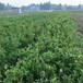 高丛蓝莓苗批发基地、高丛蓝莓苗基地