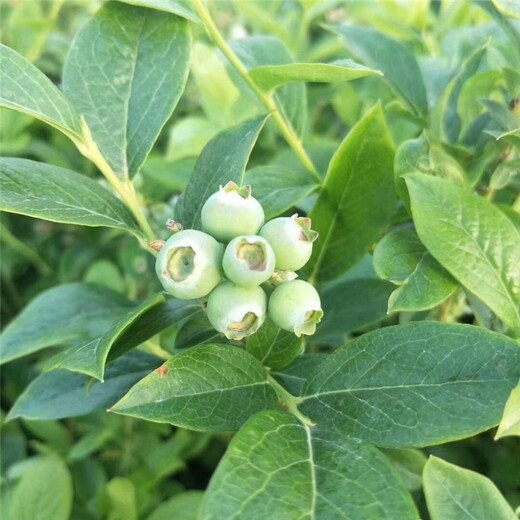 公爵蓝莓苗基地、山东公爵蓝莓苗