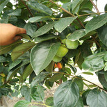 山东次郎甜柿树苗、次郎甜柿树苗品种图片3